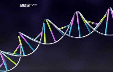 bbc genome|human genome bbc bitesize.